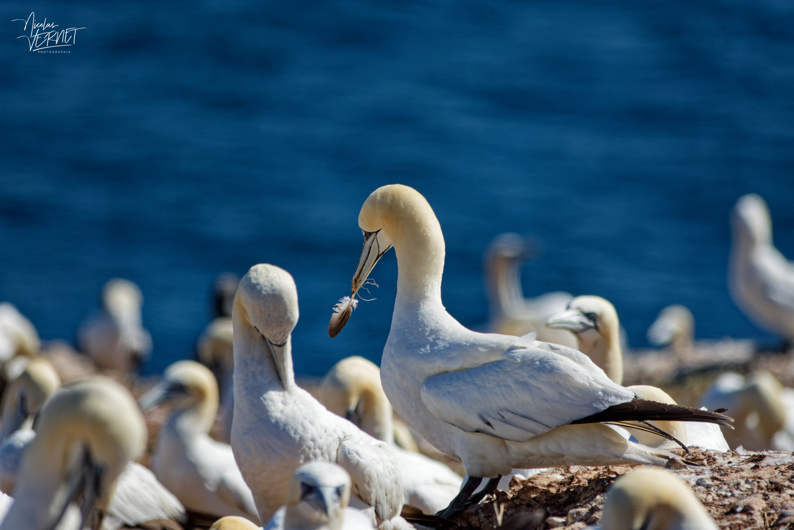 Fou de Bassan (Morus bassanus) tenant une plume, Île Bonaventure, Percé, Canada