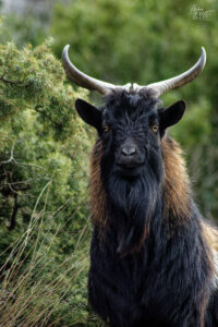 Bouc nain Alpine chamoisé, Ardèche