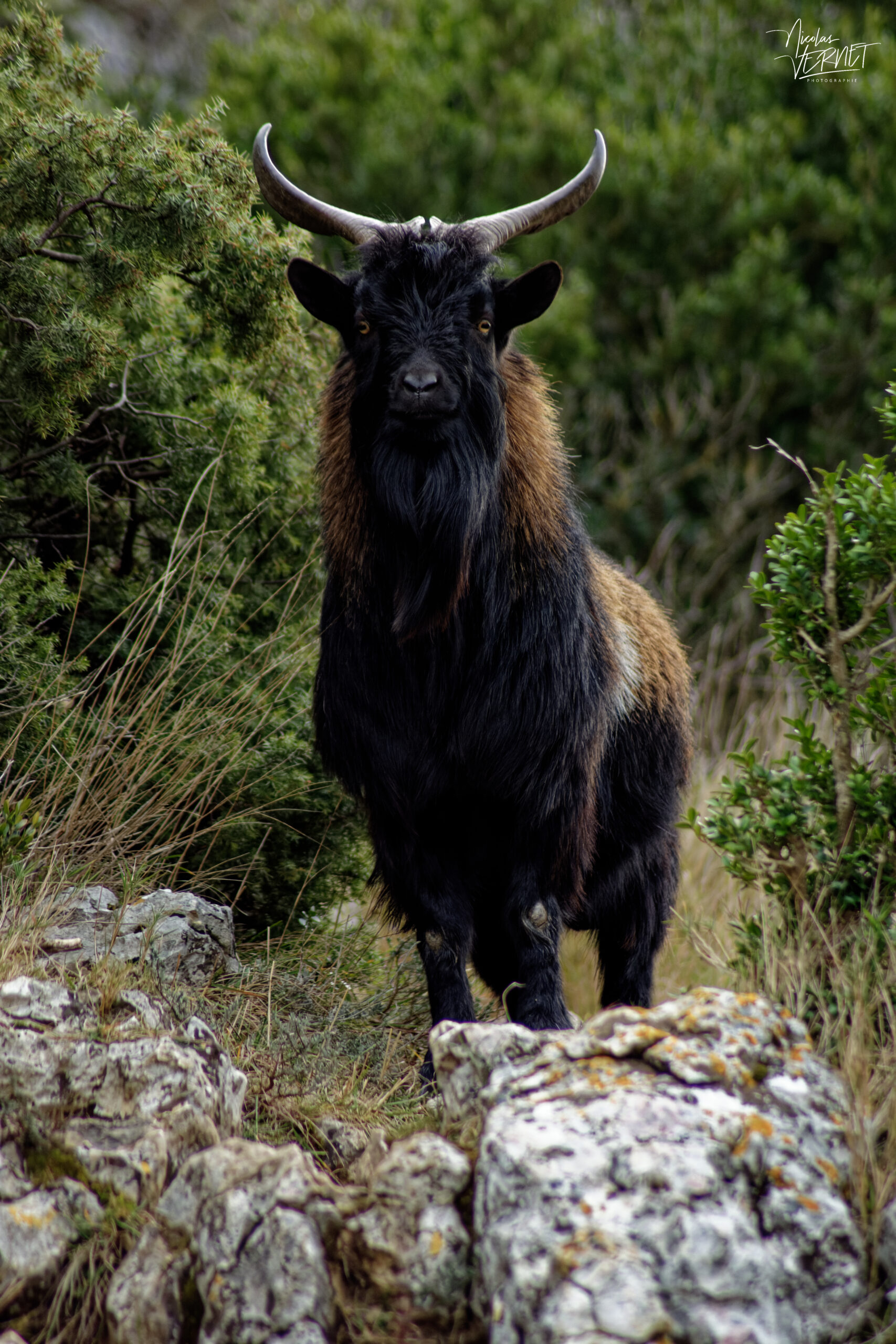 Bouc nain Alpine chamoisé, Ardèche