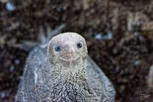Portrait d'un Fou de Bassan juvénile (Morus bassanus), Île Bonaventure, Percé, Canada