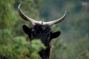 Bouc nain Alpine chamoisé, Ardèche
