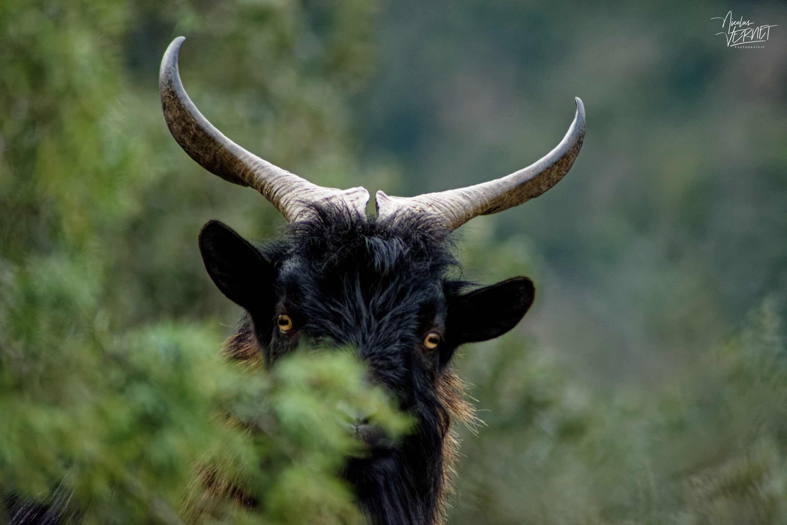 Bouc nain Alpine chamoisé, Ardèche