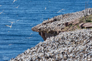 Vue sur la colonie de Fous de Bassan (Morus bassanus) au bords des falaises, Île Bonaventure, Percé, Canada