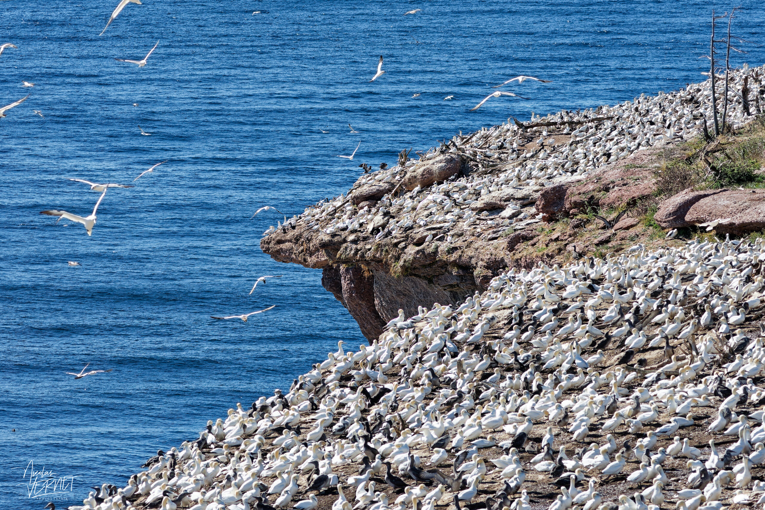 Vue sur la colonie de Fous de Bassan (Morus bassanus) au bords des falaises, Île Bonaventure, Percé, Canada