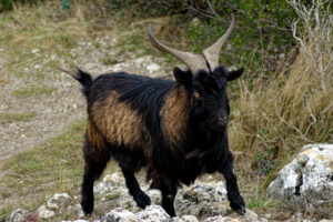 Bouc nain Alpine chamoisé, Ardèche