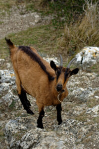 Chèvre Alpine chamoisée, Ardèche