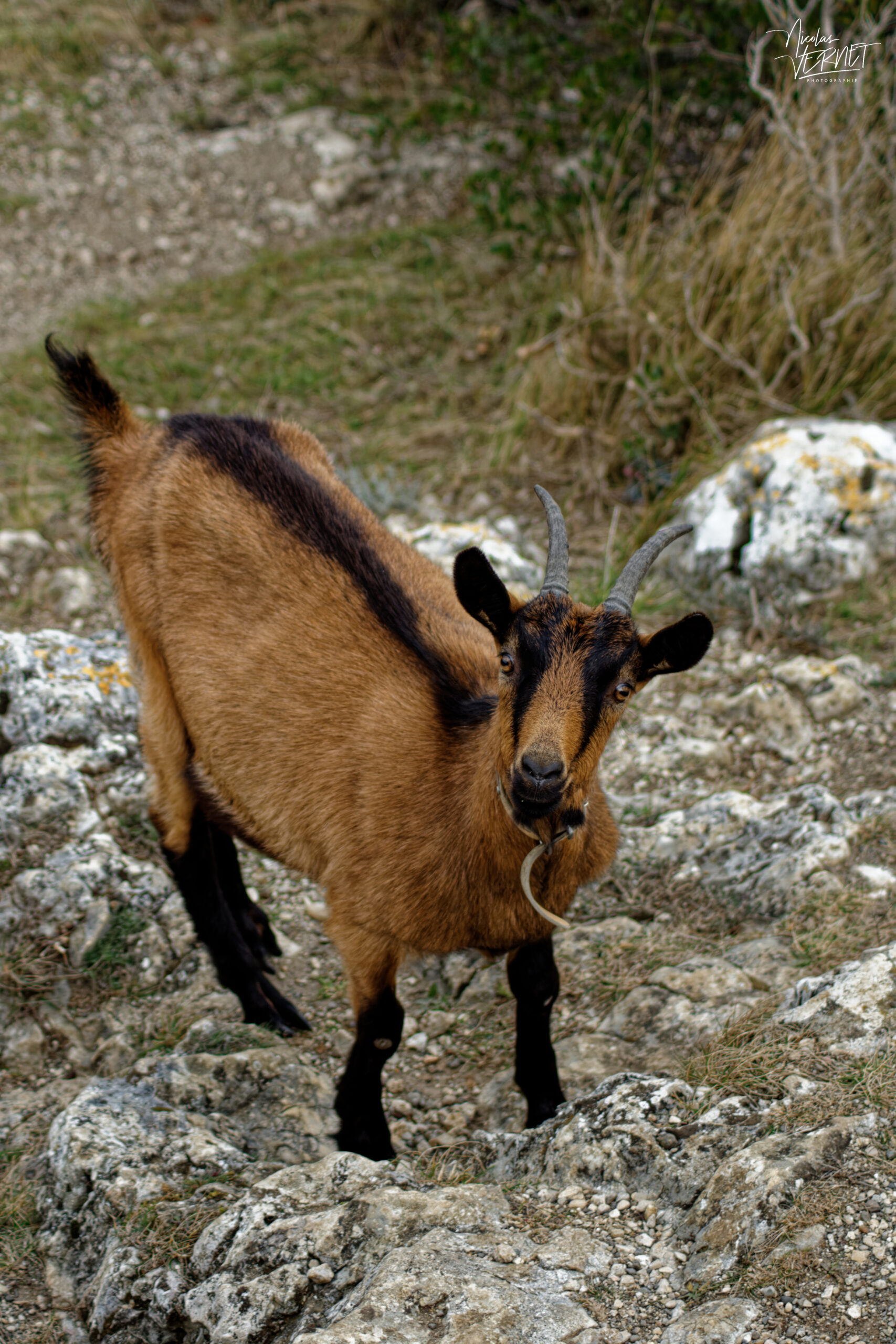 Chèvre Alpine chamoisée, Ardèche