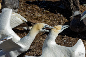 Couple de Fous de Bassan (Morus bassanus) en plein rituel de parade, Île Bonaventure, Percé, Canada