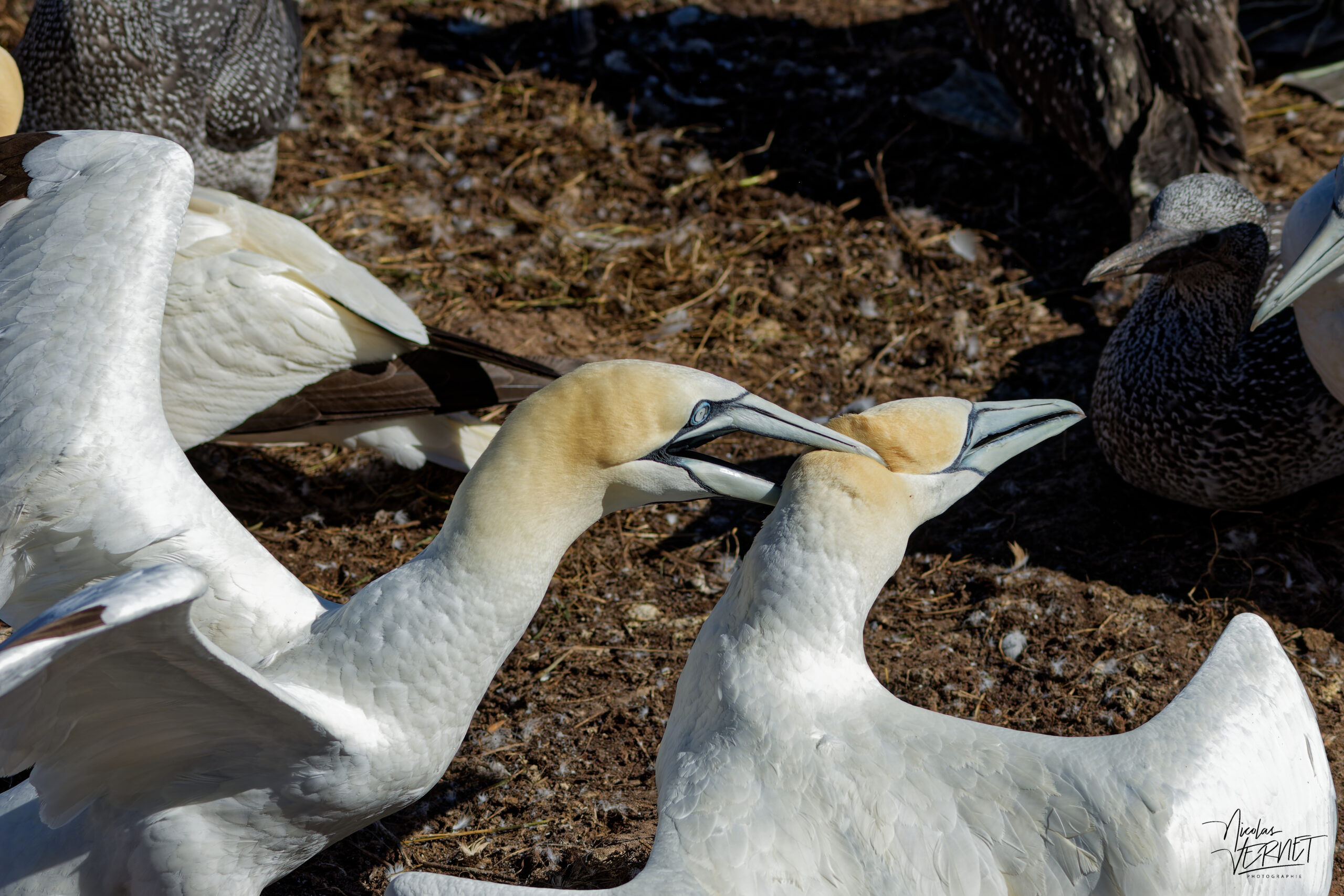 Couple de Fous de Bassan (Morus bassanus) en plein rituel de parade, Île Bonaventure, Percé, Canada