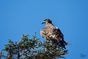 Pygargue à tête blanche juvénile (Haliaeetus leucocephalus) perché au sommet d'un conifère, Île Bonaventure, Percé, Canada