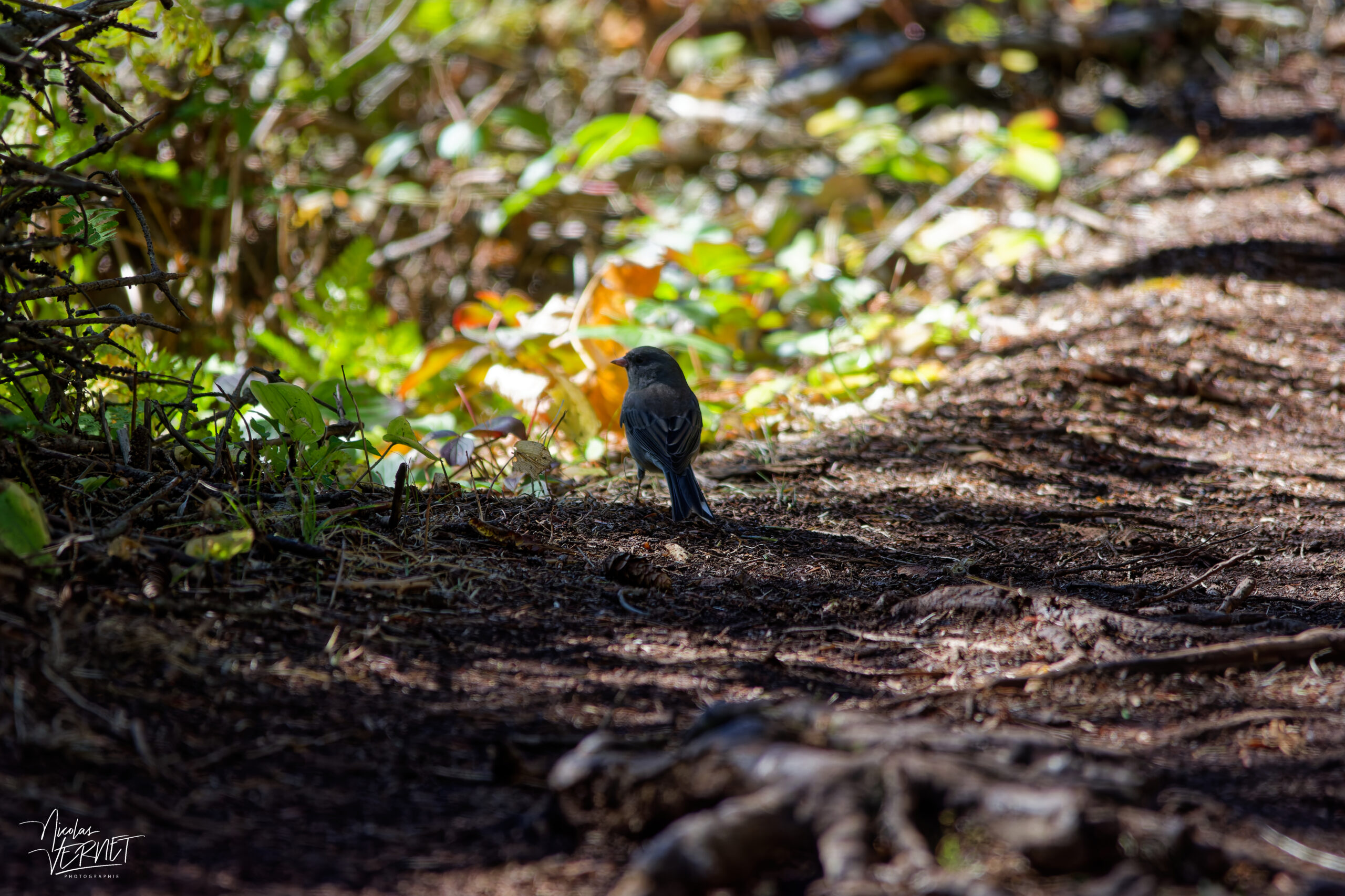 Junco ardoisé (Junco hyemalis) sur un sentier de sous-bois, Île Bonaventure, Percé, Canada