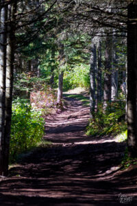 Sentier forestier, Île Bonaventure, Percé, Canada
