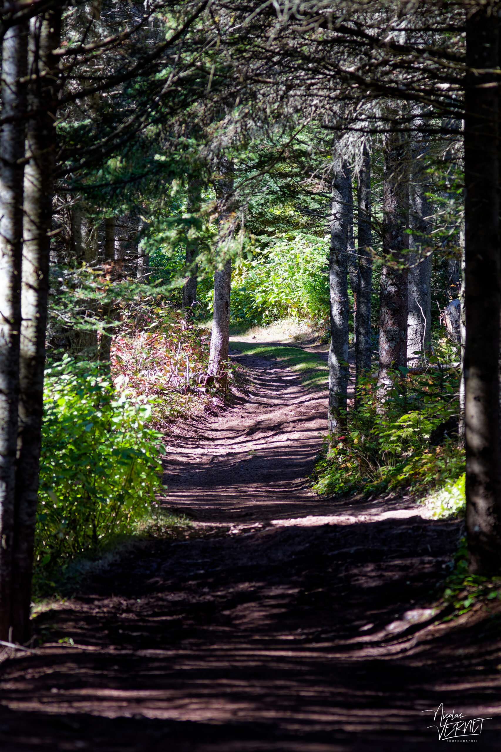 Sentier forestier, Île Bonaventure, Percé, Canada