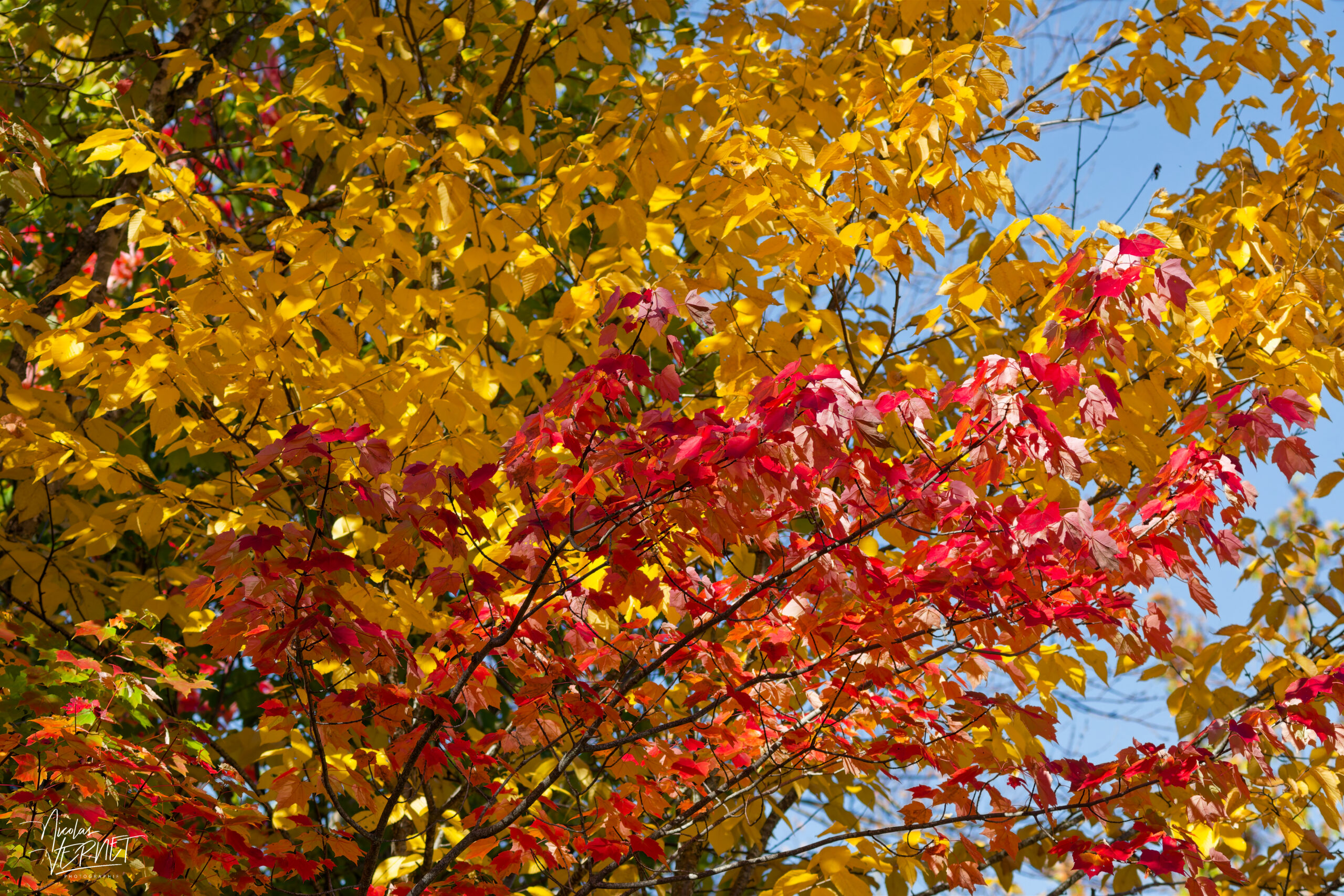 Couleurs d'automne le long de la route des Failles, Percé, Canada
