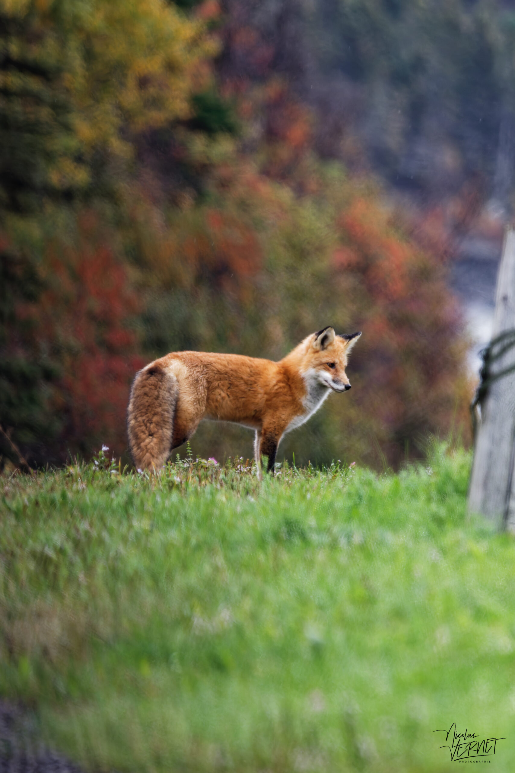 Renard roux (Vulpes vulpes) au bord de la route à l'Anse-Saint-Georges, parc national Forillon, Gaspé, Canada