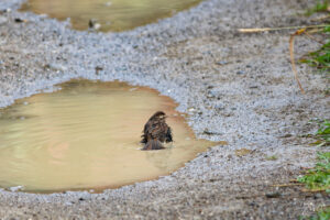 Bruant chanteur (Melospiza melodia) prenant son bain dans une flaque, parc national Forillon, l'Anse-aux-Amérindiens, Canada