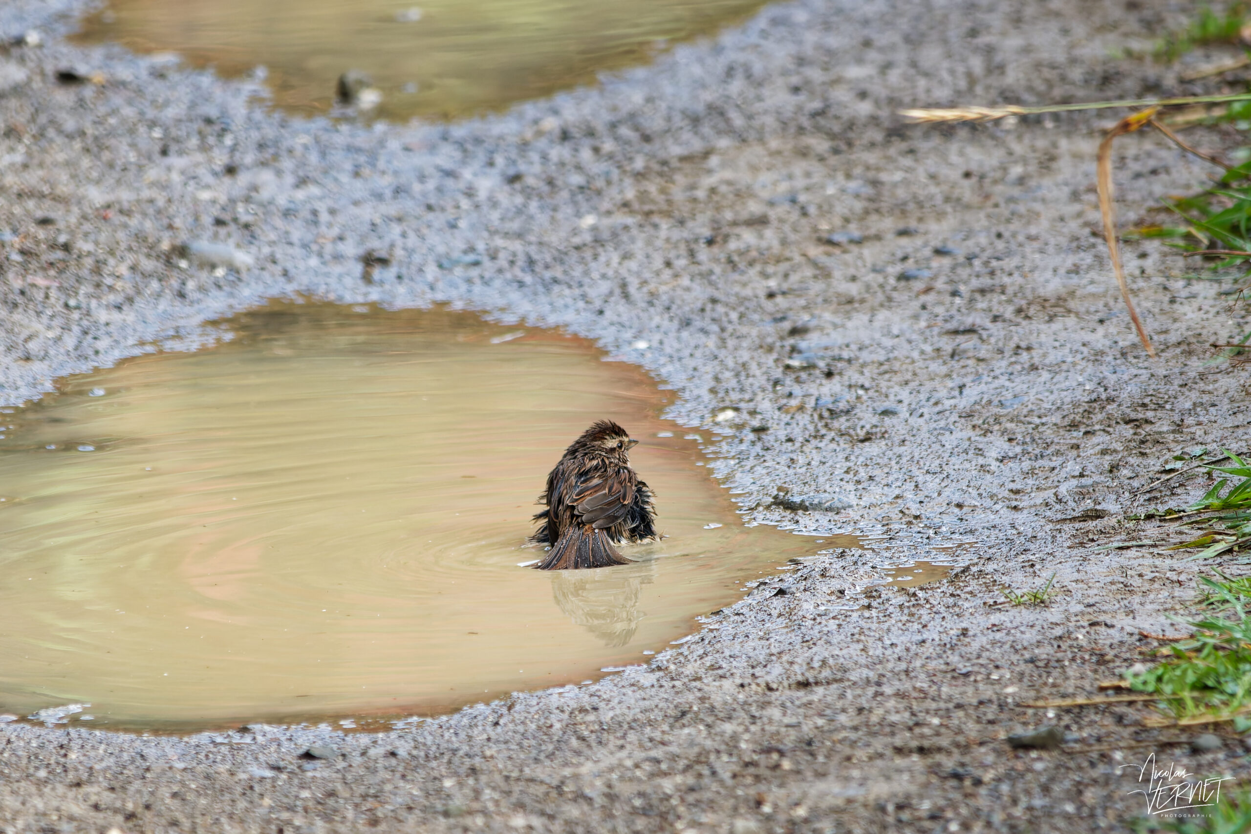 Bruant chanteur (Melospiza melodia) prenant son bain dans une flaque, parc national Forillon, l'Anse-aux-Amérindiens, Canada