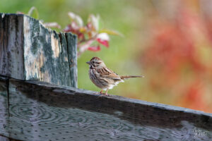 Bruant chanteur (Melospiza melodia), parc national Forillon, l'Anse-aux-Amérindiens, Canada