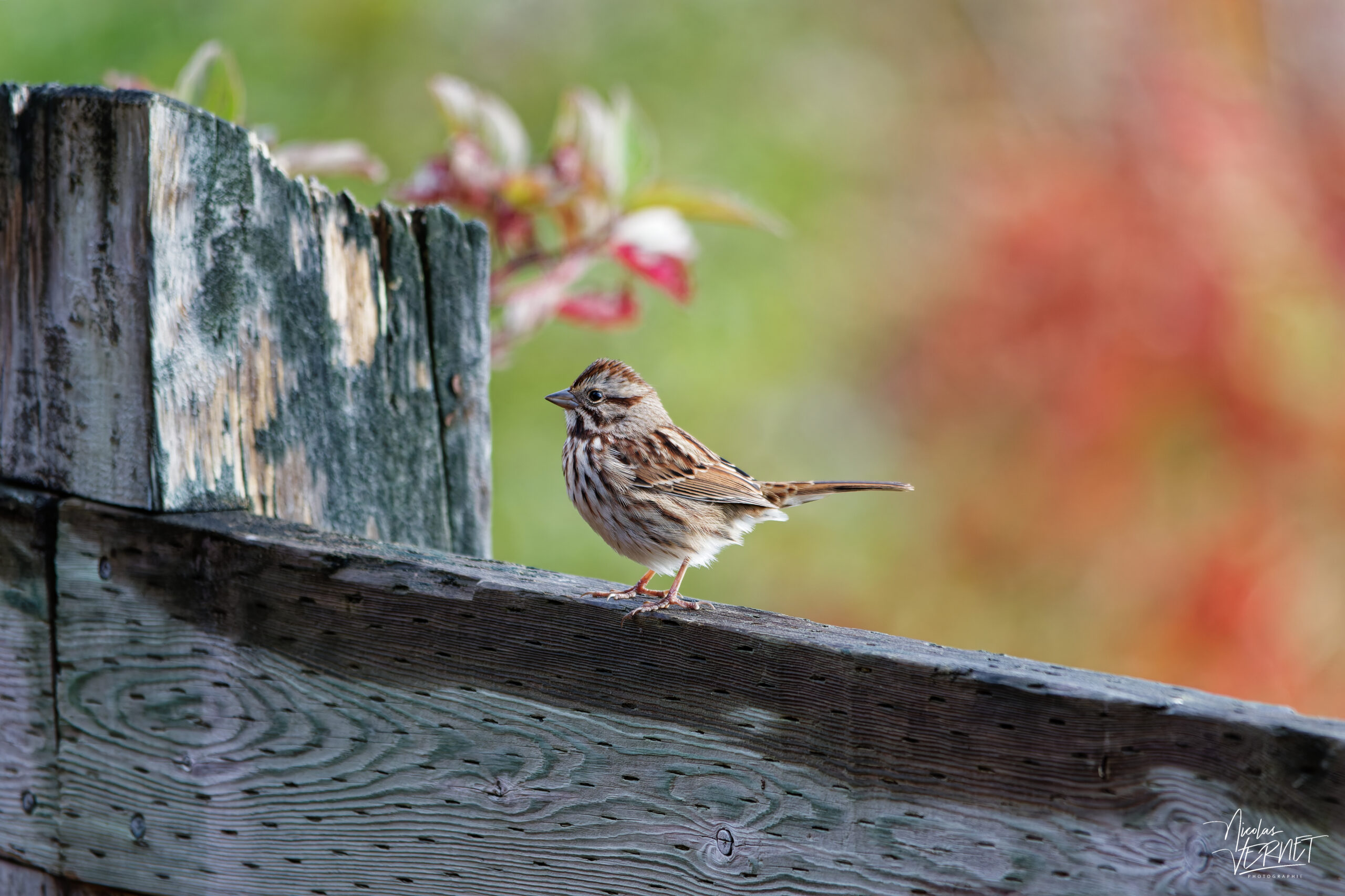 Bruant chanteur (Melospiza melodia), parc national Forillon, l'Anse-aux-Amérindiens, Canada