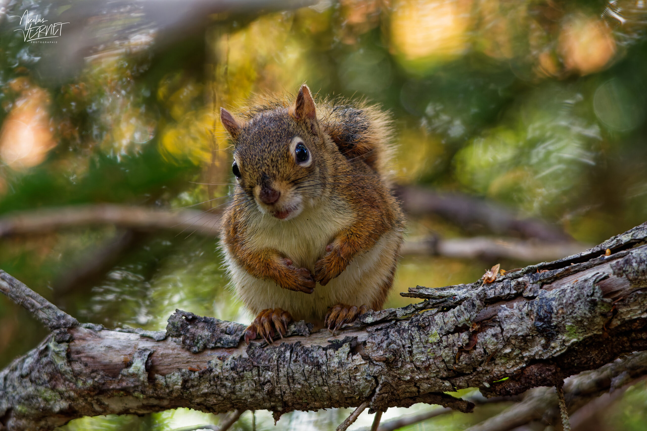 Écureuil roux d'Amérique (Tamiasciurus hudsonicus) sur une branche, parc national Forillon, l'Anse-aux-Amérindiens, Canada
