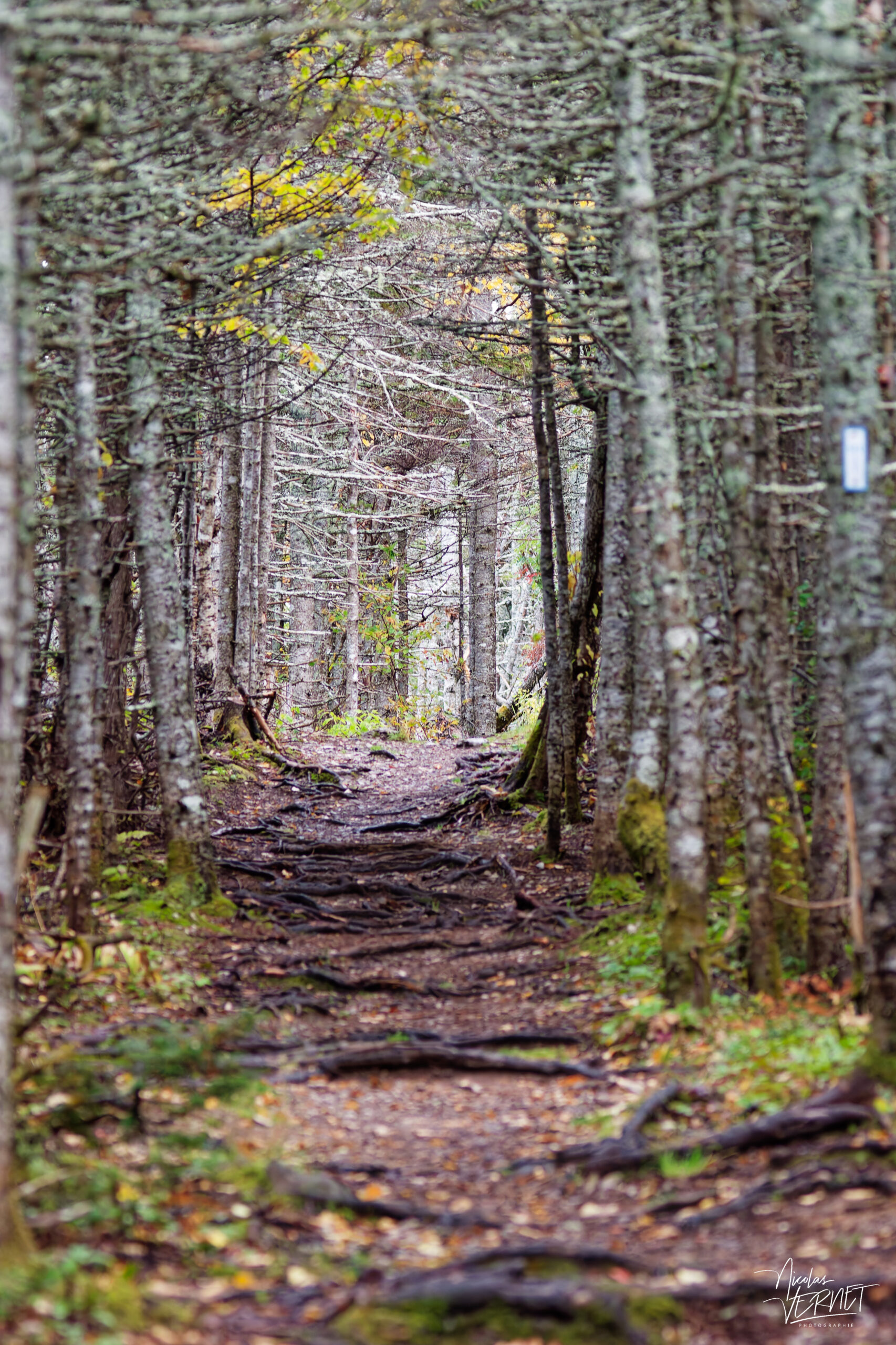 Sentier forestier, parc national Forillon, l'Anse-aux-Amérindiens, Canada