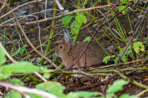 Lièvre d'Amérique (Lepus americanus) dans la forêt, parc national Forillon, l'Anse-aux-Amérindiens, Canada