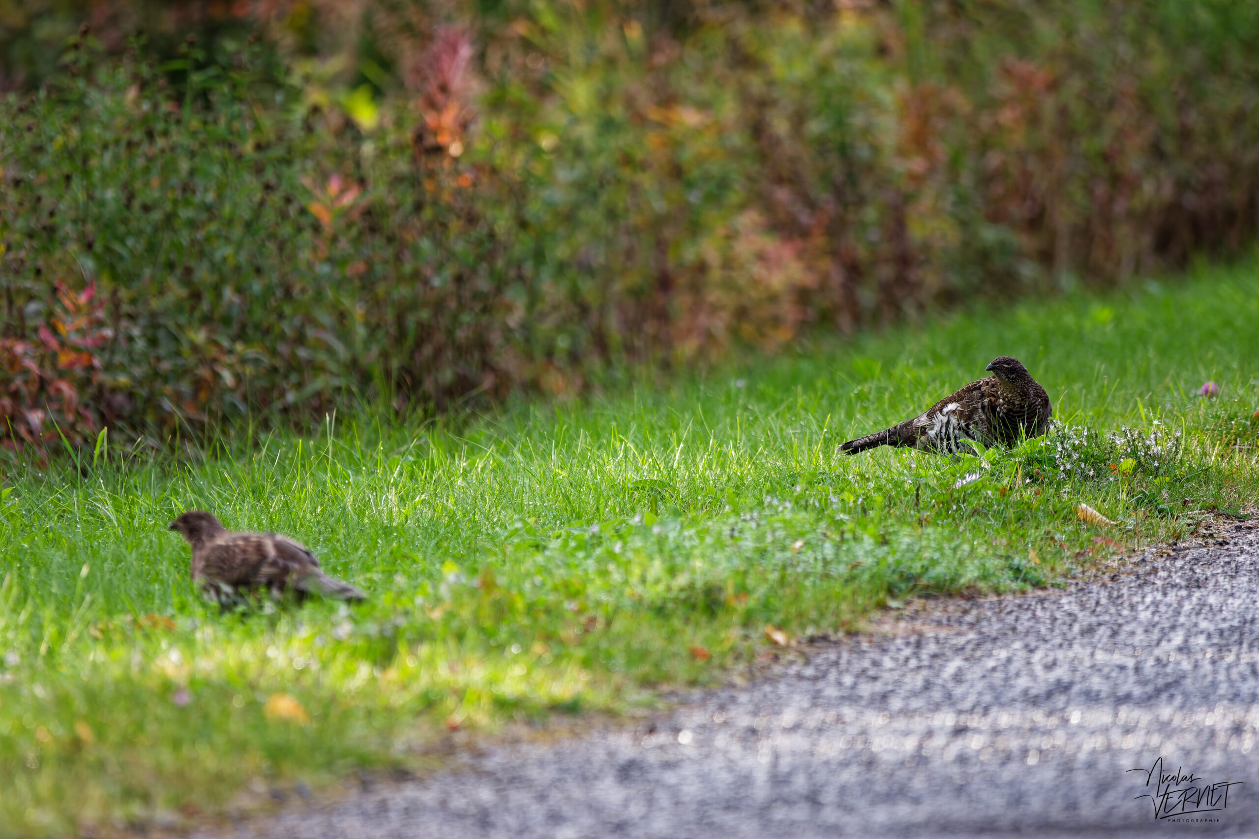Gélinotte huppée (Bonasa umbellus) le long de la route, parc national Forillon, l'Anse-aux-Amérindiens, Canada