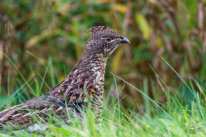Gélinotte huppée (Bonasa umbellus), parc national Forillon, l'Anse-aux-Amérindiens, Canada