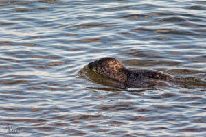 Phoque gris (Halichoerus grypus) dans la baie de Gaspé, Canada