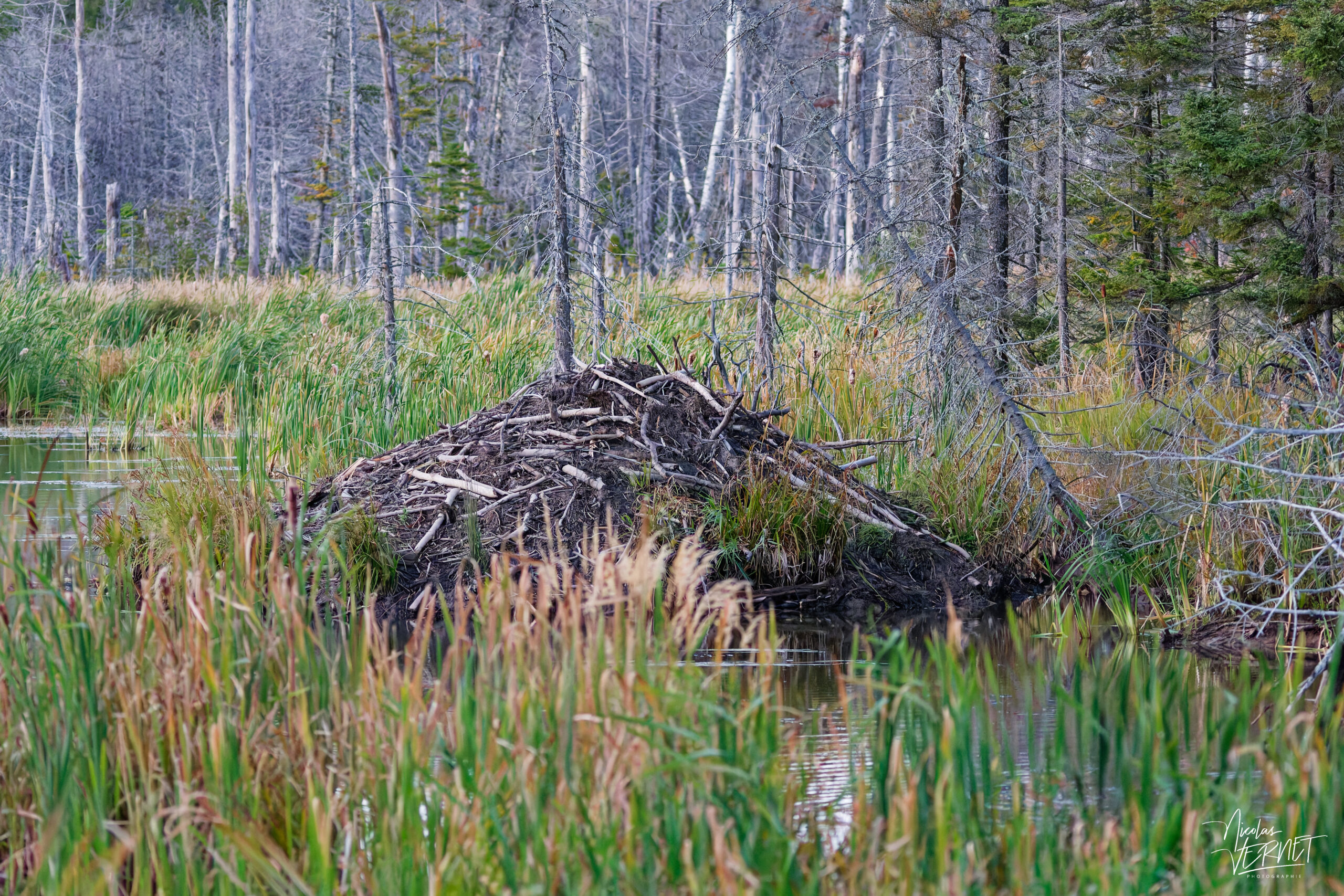Hutte de castor au milieu de l'Étang au castor, Cap-des-Rosiers-Est, Canada