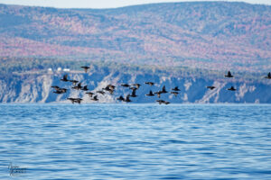 Volée de Macreuses à front blanc (Melanitta perspicillata) au large de la baie de Gaspé, parc national Forillon, Canada