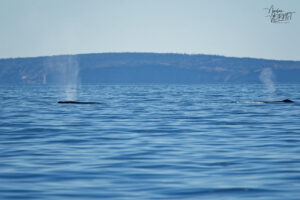 Souffle de rorquals à bosse (Megaptera novaeangliae) au large de la baie de Gaspé, parc national Forillon, Canada
