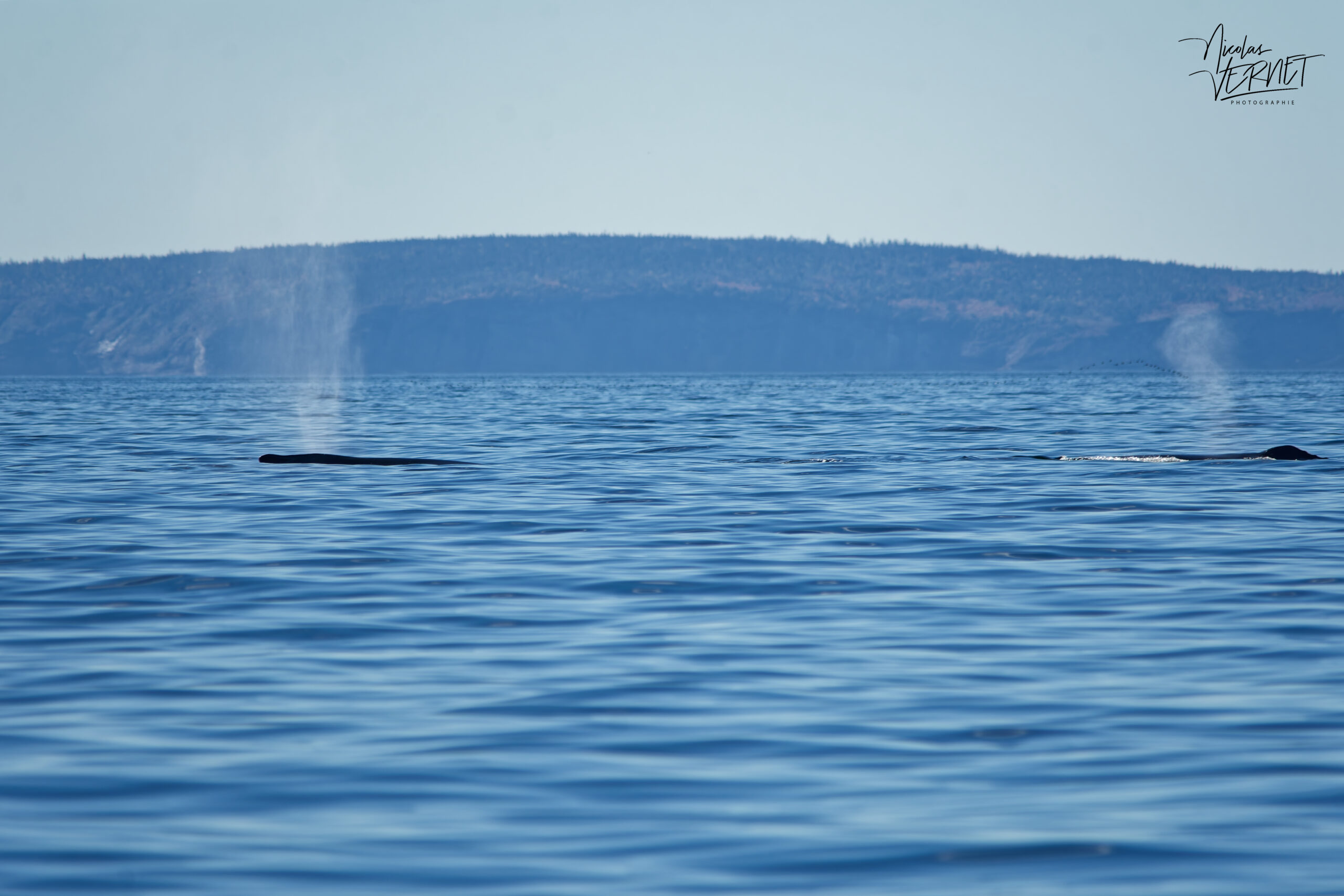 Souffle de rorquals à bosse (Megaptera novaeangliae) au large de la baie de Gaspé, parc national Forillon, Canada