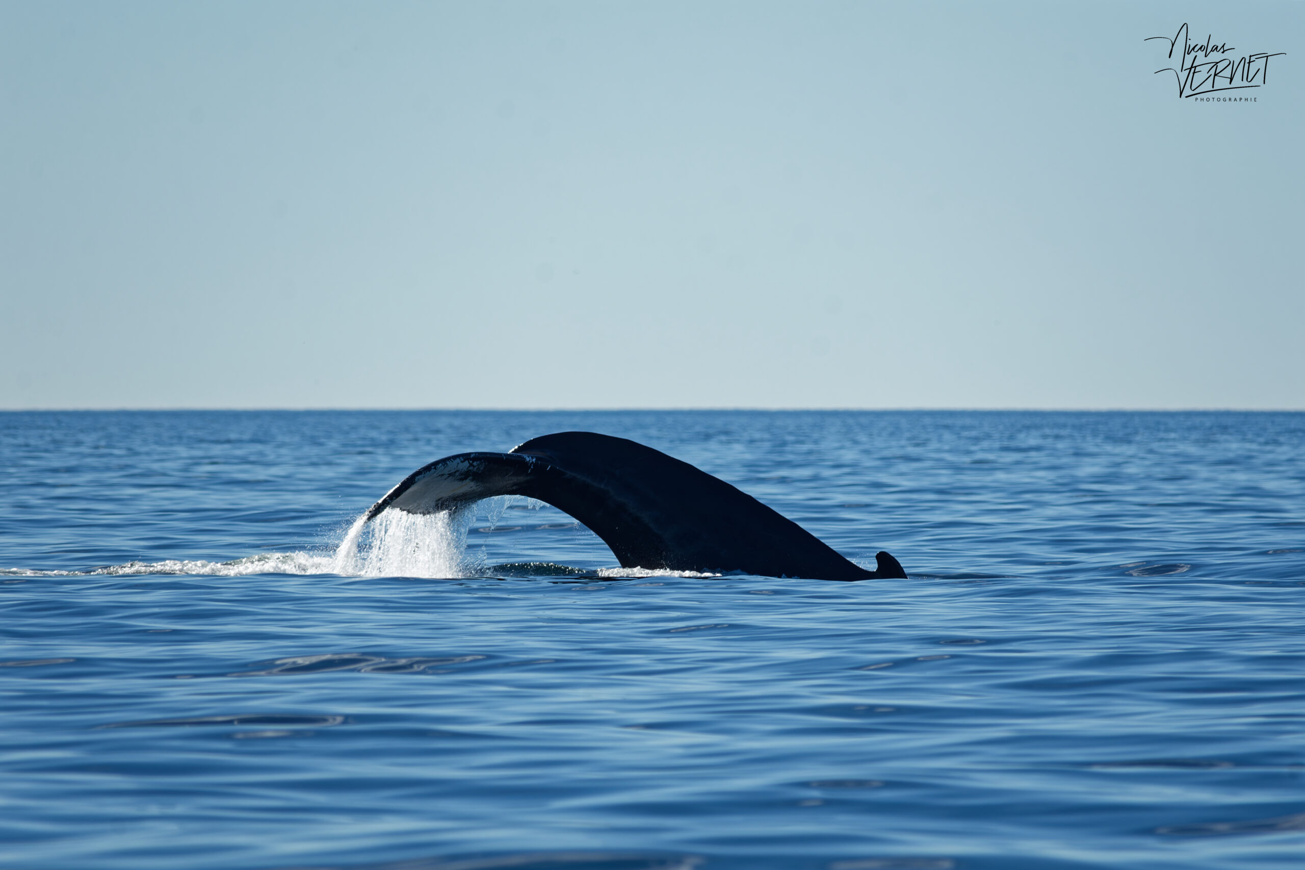 Rorqual à bosse nommé "Paloma" (Megaptera novaeangliae) amorçant une plongée au large de la baie de Gaspé, parc national Forillon, Canada