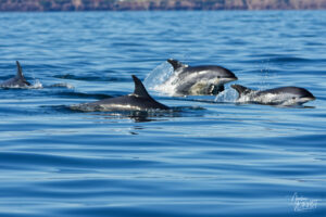 Dauphins à flancs blancs (Leucopleurus acutus) au large de la baie de Gaspé, parc national Forillon, Canada
