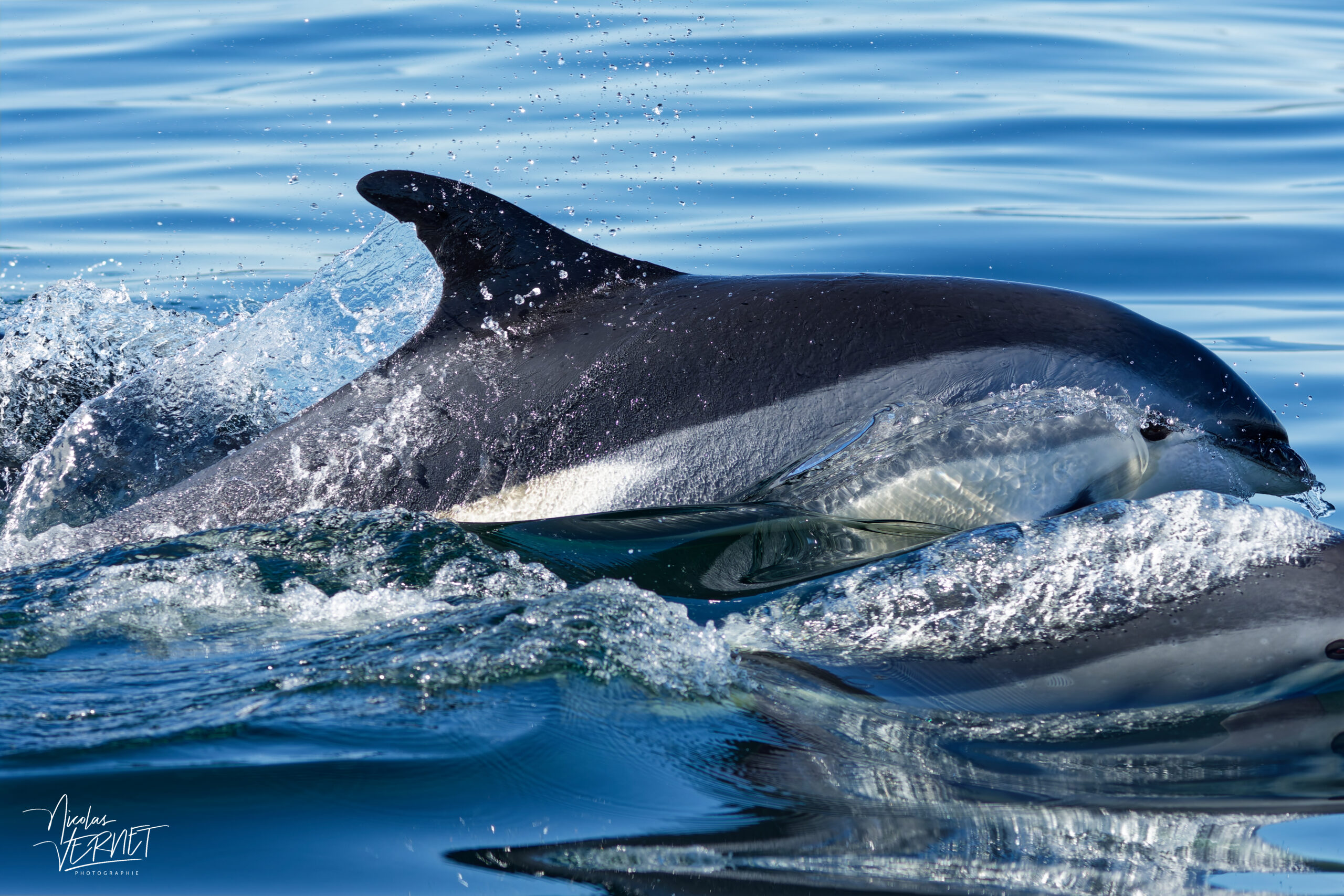 Dauphin à flancs blancs (Leucopleurus acutus) au large de la baie de Gaspé, parc national Forillon, Canada