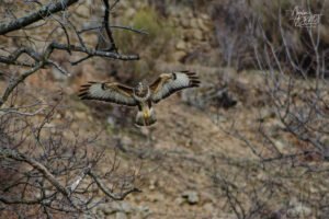 Buse variable (Buteo buteo), Saint-Pierreville (Ardèche)