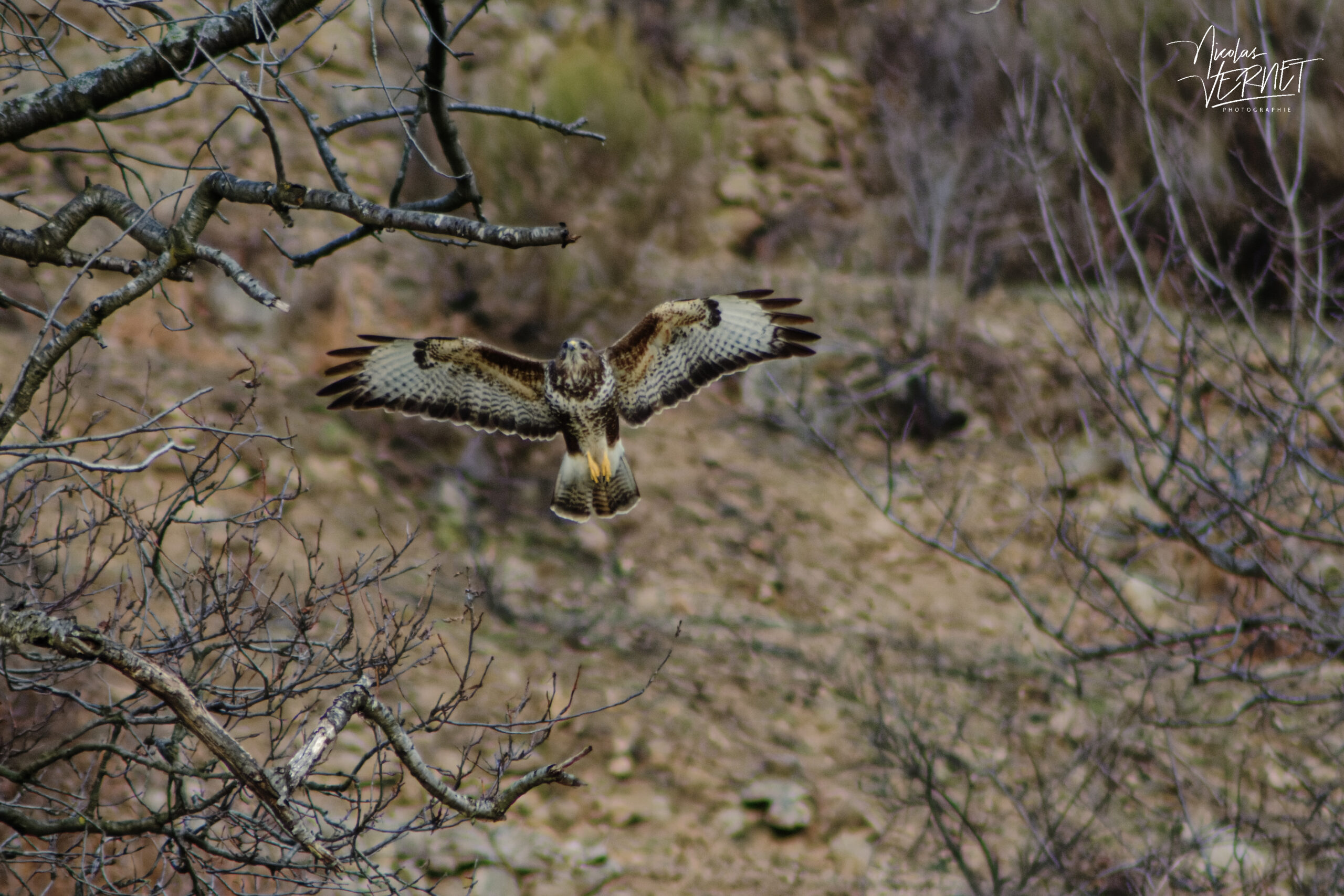 Buse variable (Buteo buteo), Saint-Pierreville (Ardèche)