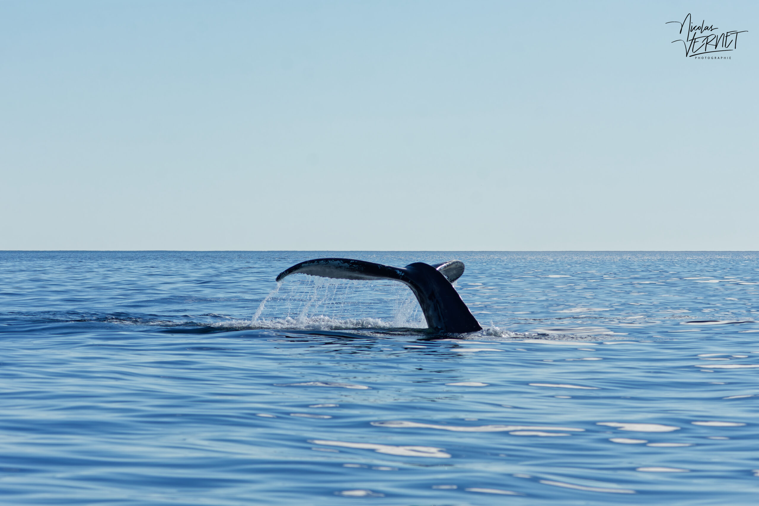 Rorqual à bosse nommé "Paloma" (Megaptera novaeangliae) amorçant une plongée au large de la baie de Gaspé, parc national Forillon, Canada