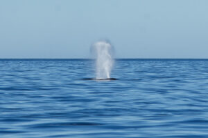 Souffle d'un rorqual à bosse (Megaptera novaeangliae) au large de la baie de Gaspé, parc national Forillon, Canada