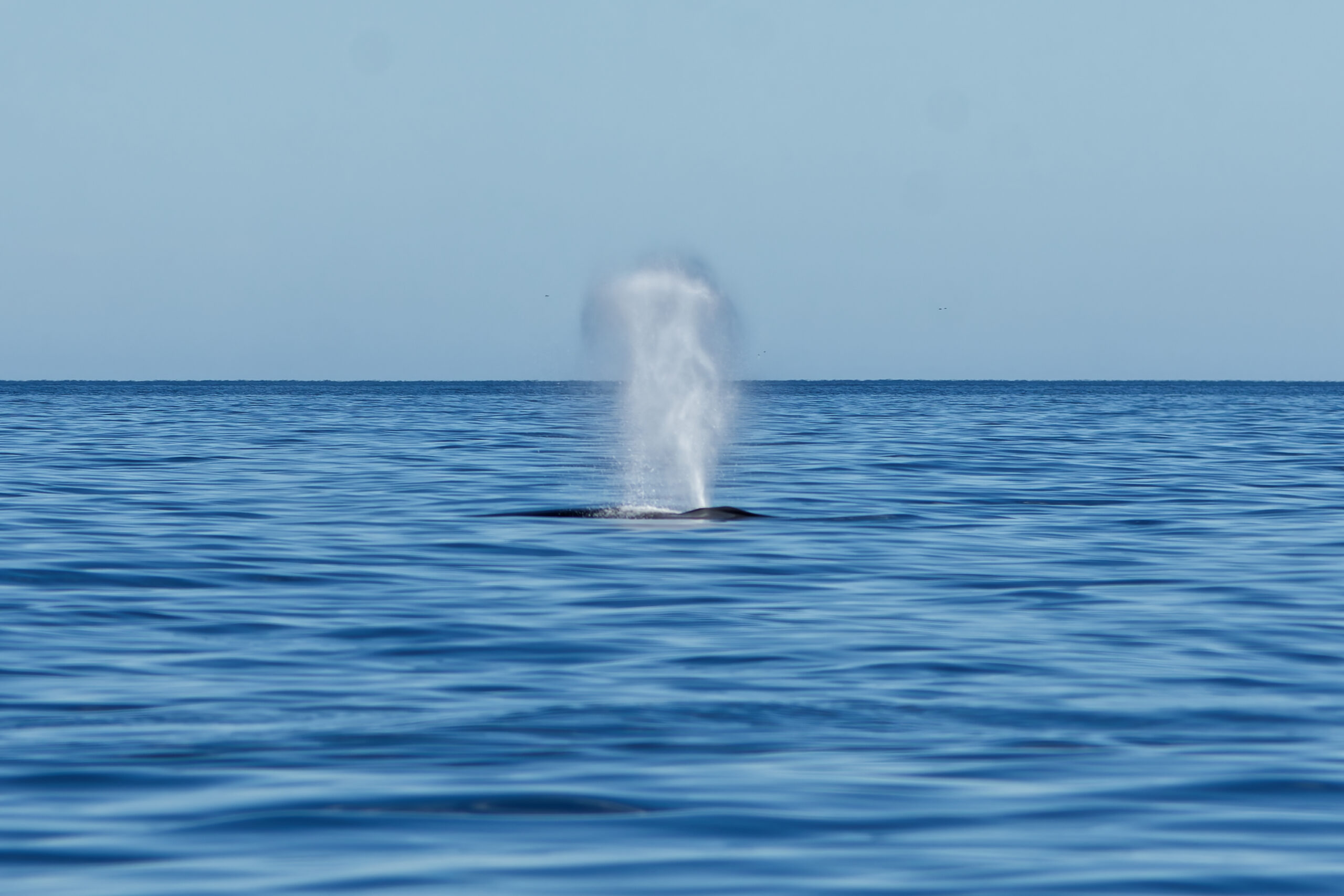 Souffle d'un rorqual à bosse (Megaptera novaeangliae) au large de la baie de Gaspé, parc national Forillon, Canada