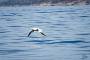 Fou de Bassan (Morus bassanus) frôlant l'eau au large de la baie de Gaspé, parc national Forillon, Canada
