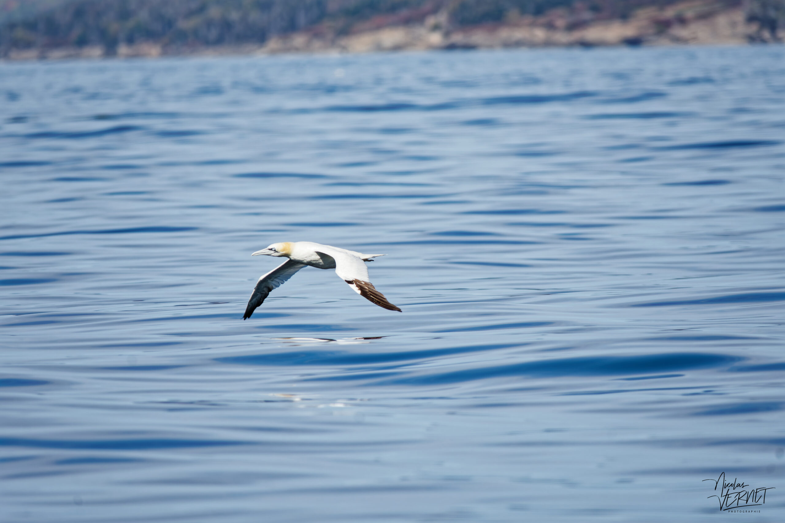 Fou de Bassan (Morus bassanus) frôlant l'eau au large de la baie de Gaspé, parc national Forillon, Canada