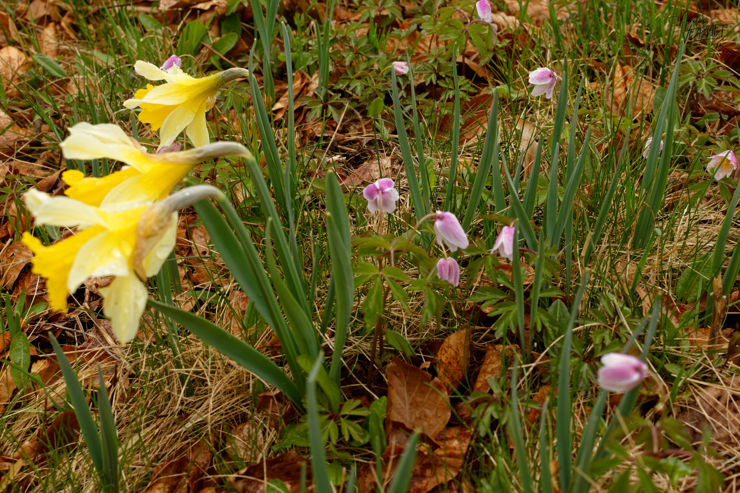 Narcisse jaune, “jonquille” (Narcissus pseudonarcissus) et Anémone des bois (Anemone nemorosa), Sagnes-et-Goudoulet (Ardèche)