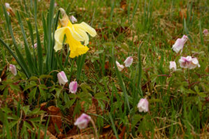 Narcisse jaune, “jonquille” (Narcissus pseudonarcissus) et Anémone des bois (Anemone nemorosa), Sagnes-et-Goudoulet (Ardèche)