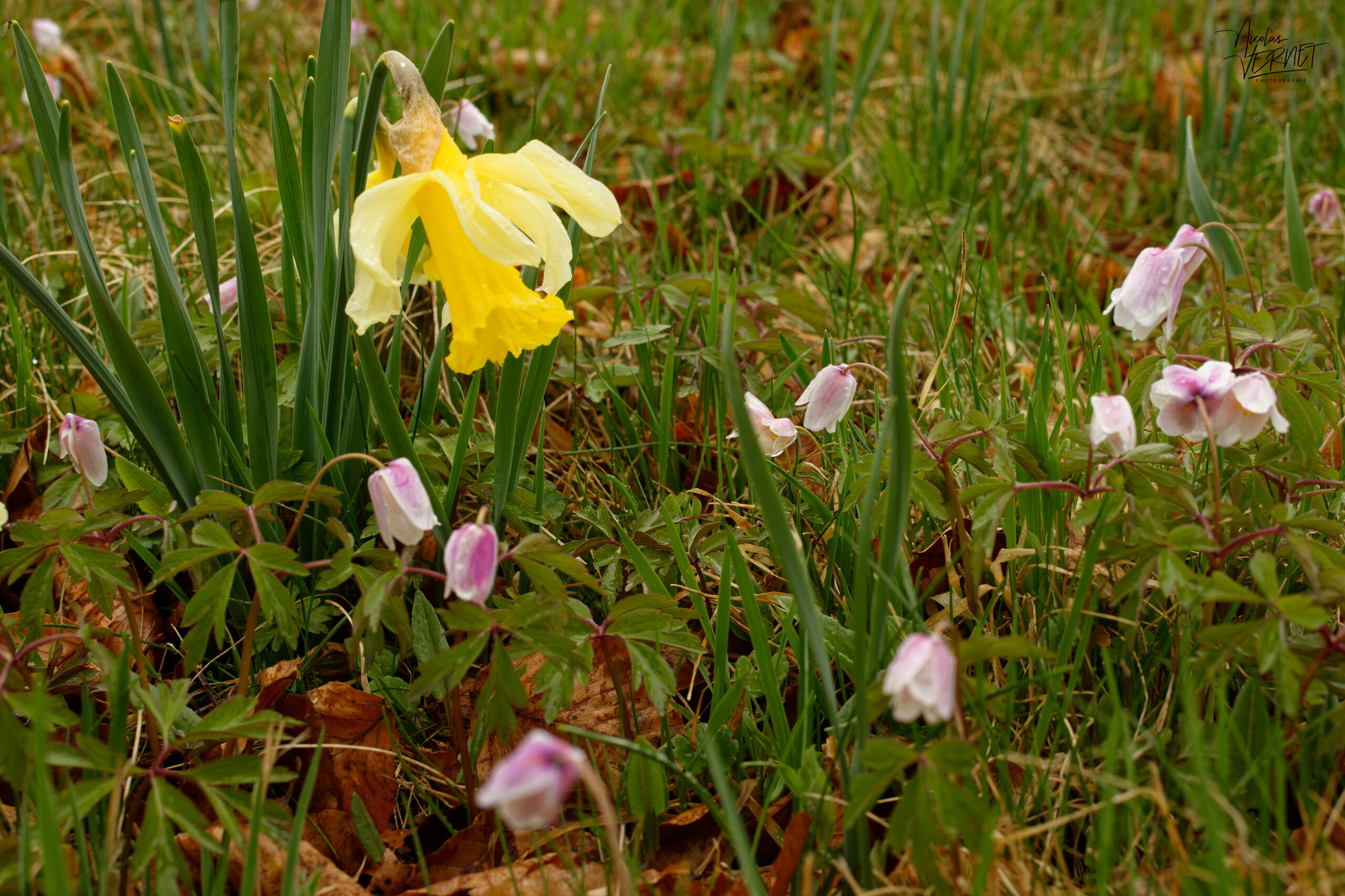Narcisse jaune, “jonquille” (Narcissus pseudonarcissus) et Anémone des bois (Anemone nemorosa), Sagnes-et-Goudoulet (Ardèche)