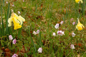 Narcisse jaune, “jonquille” (Narcissus pseudonarcissus) et Anémone des bois (Anemone nemorosa), Sagnes-et-Goudoulet (Ardèche)