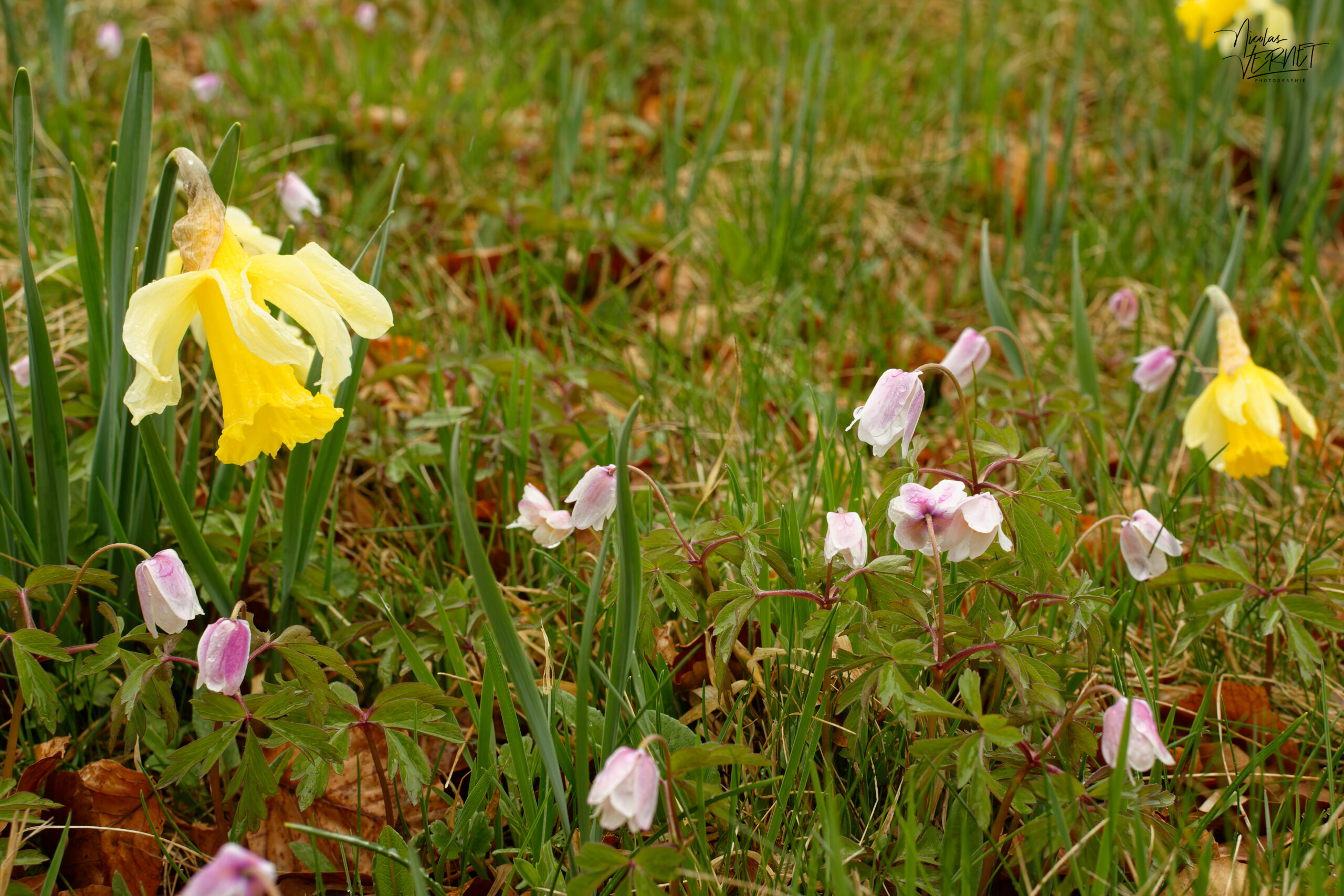 Narcisse jaune, “jonquille” (Narcissus pseudonarcissus) et Anémone des bois (Anemone nemorosa), Sagnes-et-Goudoulet (Ardèche)