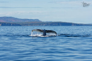 Rorqual à bosse nommé "Paloma" (Megaptera novaeangliae) amorçant une plongée au large de la baie de Gaspé, parc national Forillon, Canada