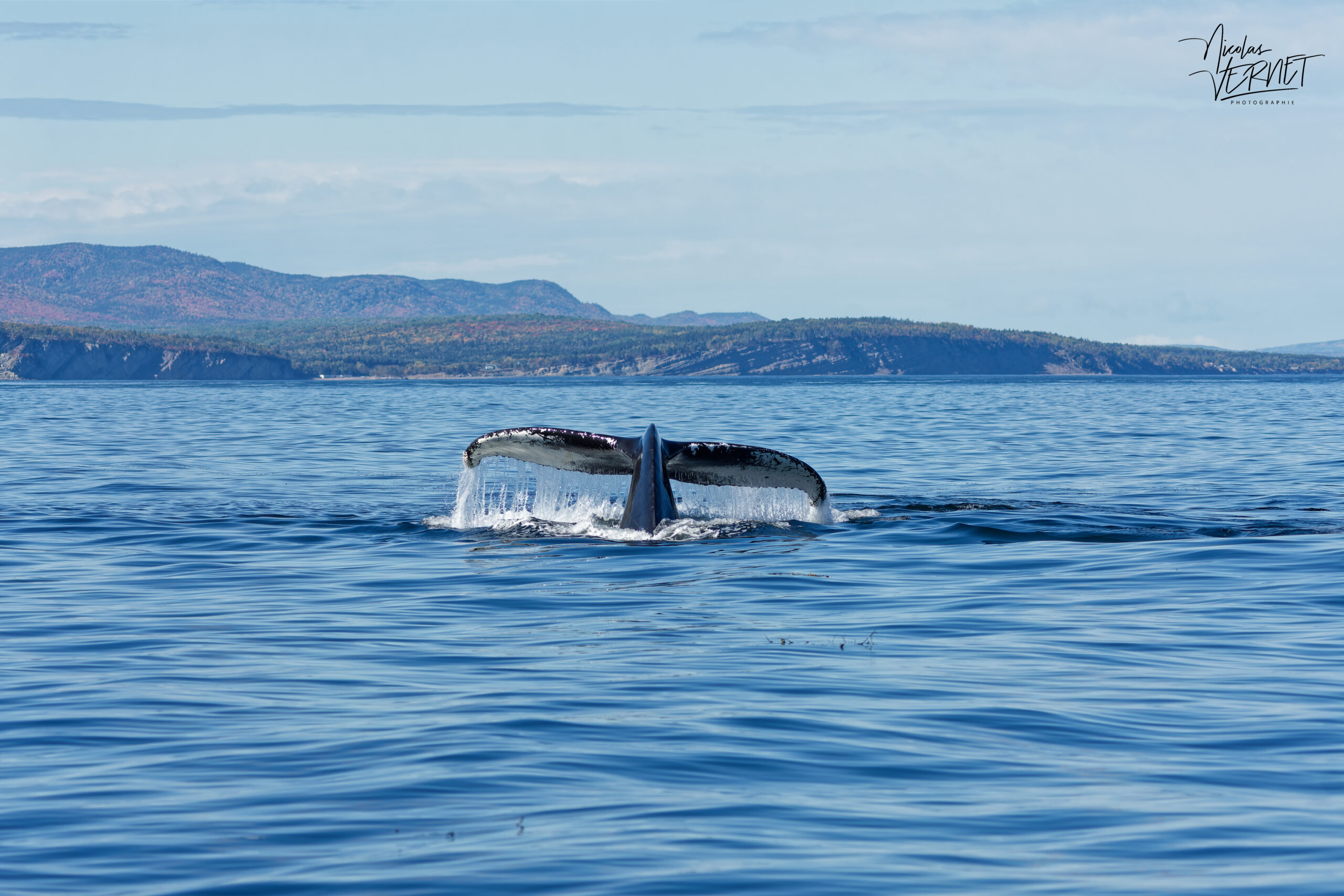 Rorqual à bosse nommé "Paloma" (Megaptera novaeangliae) amorçant une plongée au large de la baie de Gaspé, parc national Forillon, Canada